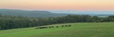 Beef Short Ribs - Falcon Fields Livestock